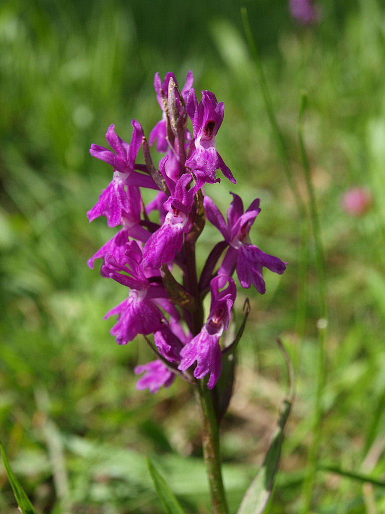 Dactylorhiza traunsteineri / Orchide di Traunsteiner